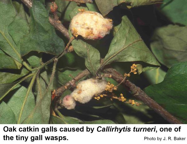 These catkin galls by Callirhytis turneri